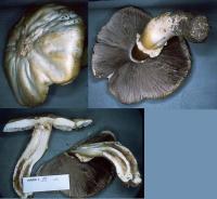 Agaricus albolutescens image