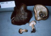 Tricholoma imbricatum image
