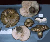 Lactarius scrobiculatus image