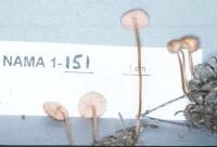 Mycena adonis var. adonis image