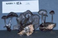 Mycena galericulata image