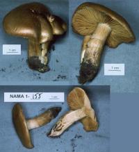 Image of Cortinarius clandestinus