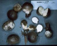 Lycoperdon nigrescens image