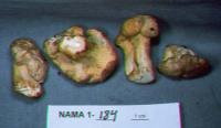 Cantharellus cibarius image