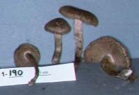 Inocybe lacera image