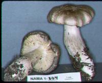 Tricholoma portentosum image