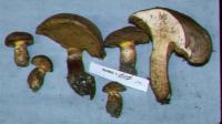 Suillus lakei image