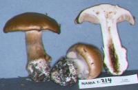 Cortinarius allutus image