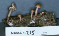 Psilocybe coprophila image
