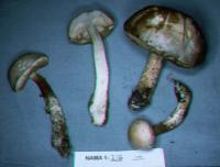 Leccinum holopus image