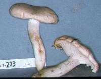 Hygrophorus pudorinus image