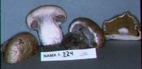 Cortinarius porphyropus image