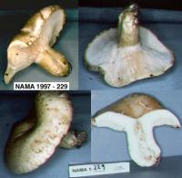 Lactarius gossypinus image