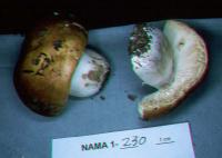 Russula aurantiolutea image