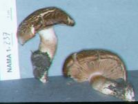 Cortinarius crassus image