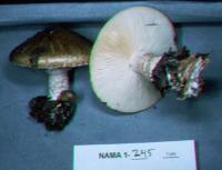 Image of Armillaria fusca