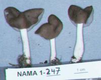 Image of Helvella elastica