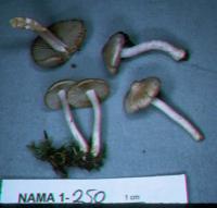 Inocybe geophylla var. lilacina image