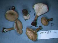 Clitocybe gibba image