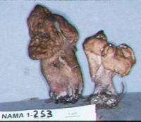 Gyromitra infula image