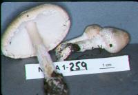 Lepiota clypeolaria image