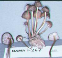 Mycena renati image