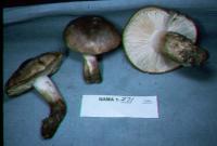 Tricholoma populinum image