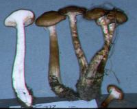 Armillaria ostoyae image