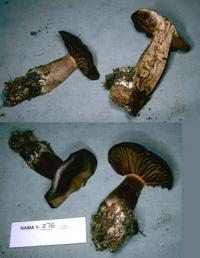 Cortinarius brunneus image