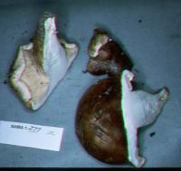 Tricholoma albobrunneum image