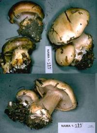 Cortinarius europaeus image