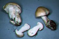 Leucopaxillus cerealis image