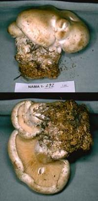 Infundibulicybe geotropa image