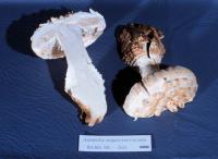 Image of Amanita magniverrucata