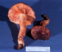 Tricholoma imbricatum image