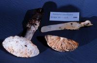 Amanita smithiana image