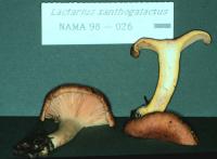 Lactarius xanthogalactus image