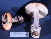 Image of Amanita velosa