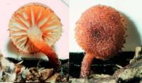 Image of Phaeomarasmius erinaceus