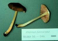 Pluteus romellii image