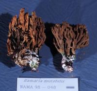 Ramaria mutabilis image