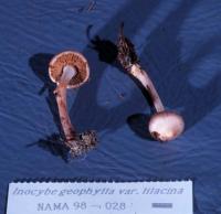 Inocybe geophylla var. lilacina image