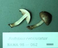 Bolbitius reticulatus image
