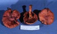 Cortinarius croceus image