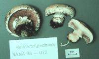 Image of Agaricus gennadii