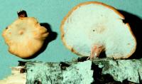 Polyporus leptocephalus image