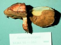 Suillus brevipes image