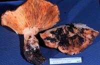 Lactarius argillaceifolius var. megacarpus image