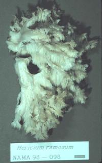 Hericium coralloides image