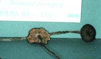 Entoloma hirtipes image